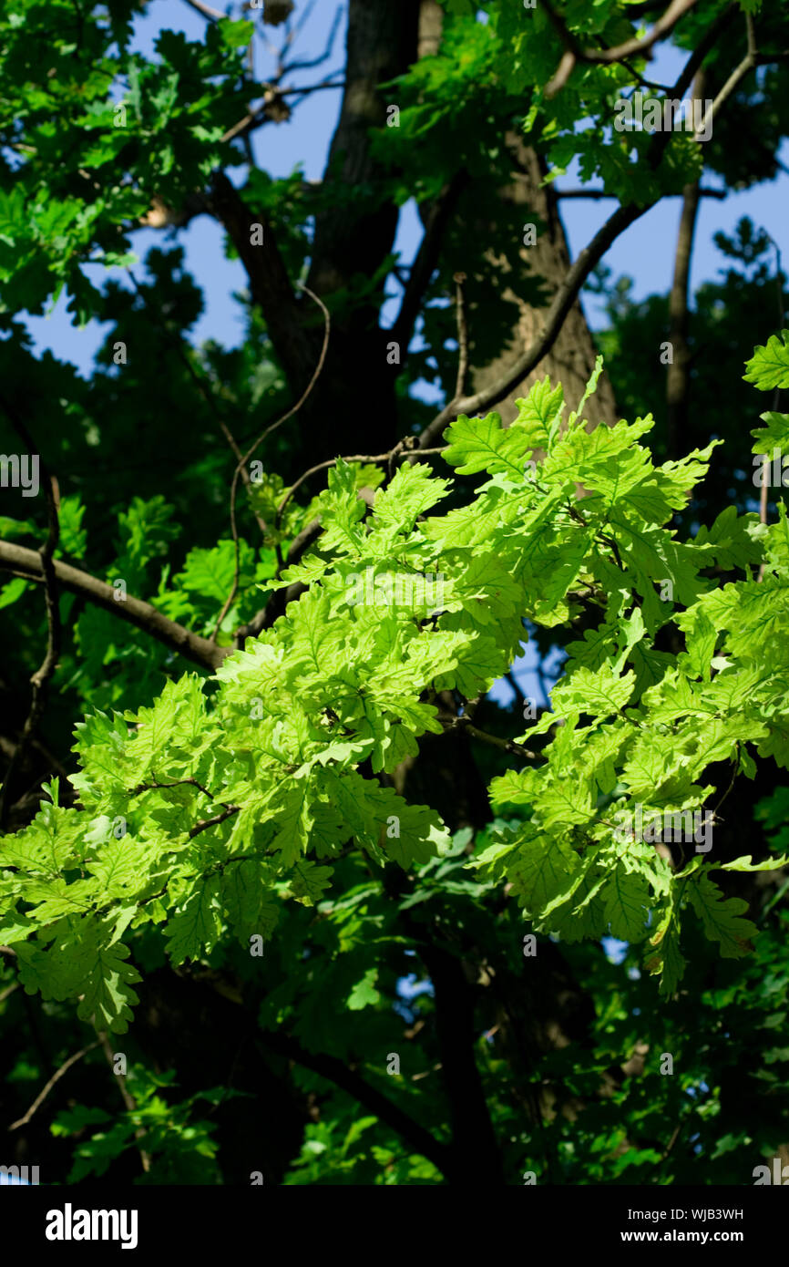 oak tree background Stock Photo - Alamy