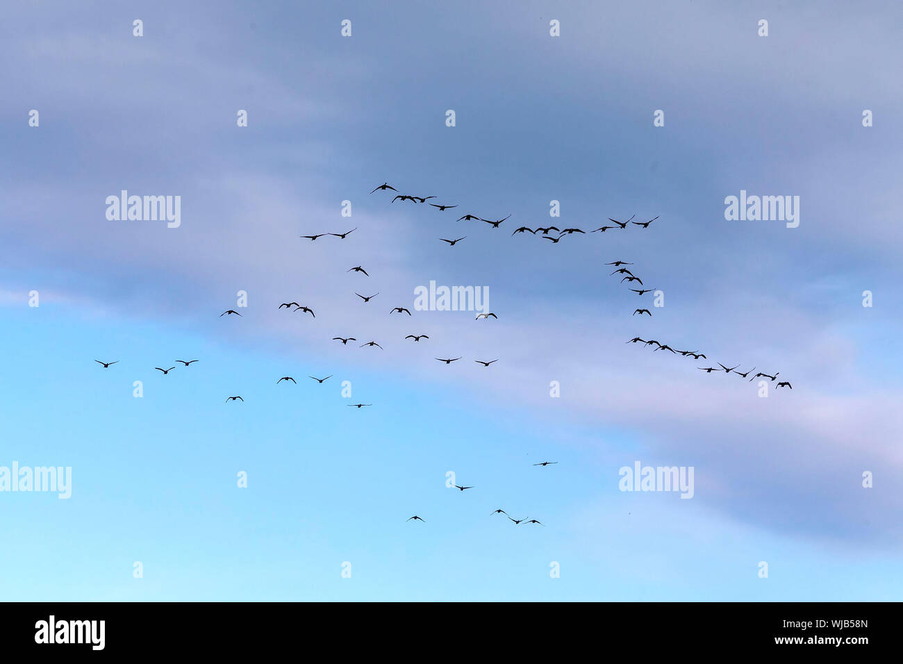 Waterfowl Hunting Many Hunters In All States Wait For A Flocks Of 
