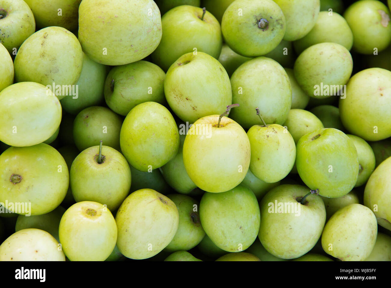Milk Monkey Apple jujube ジャンボー　ナツメ苗木 Organic Milk Jujube (Monkey Apple) 1kg | FARMTOTRUCKTHAILAND.