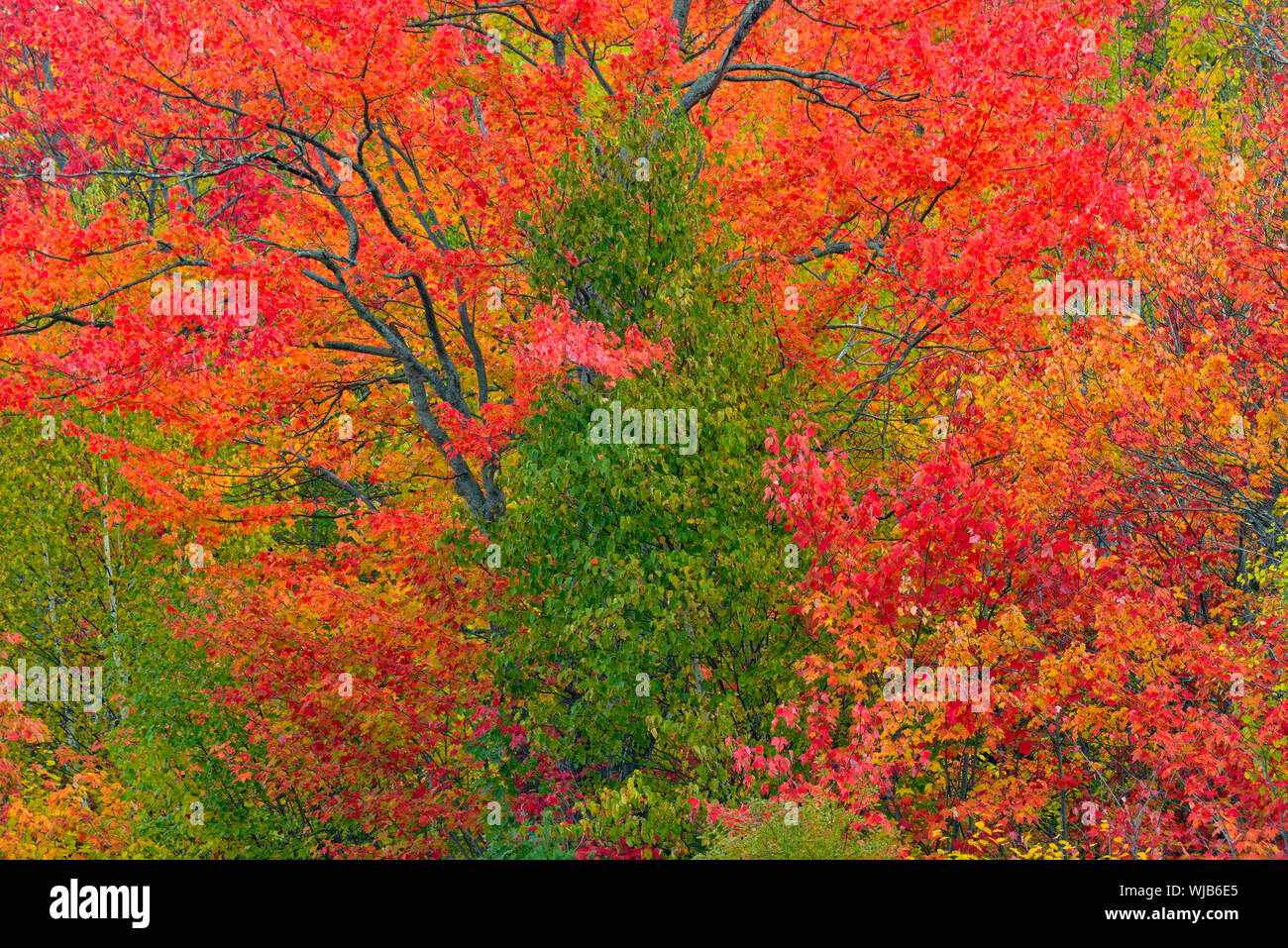 Autumn maple trees and cedar tree, Greater Sudbury, Ontario, Canada Stock Photo