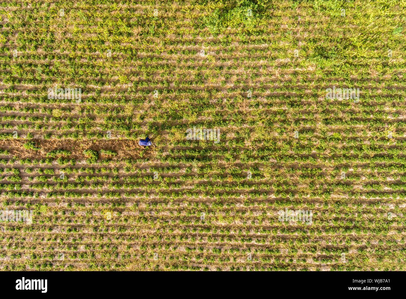 Farmer Harvesting Peanuts Plants in Large Green Peanut Crop Stock Photo