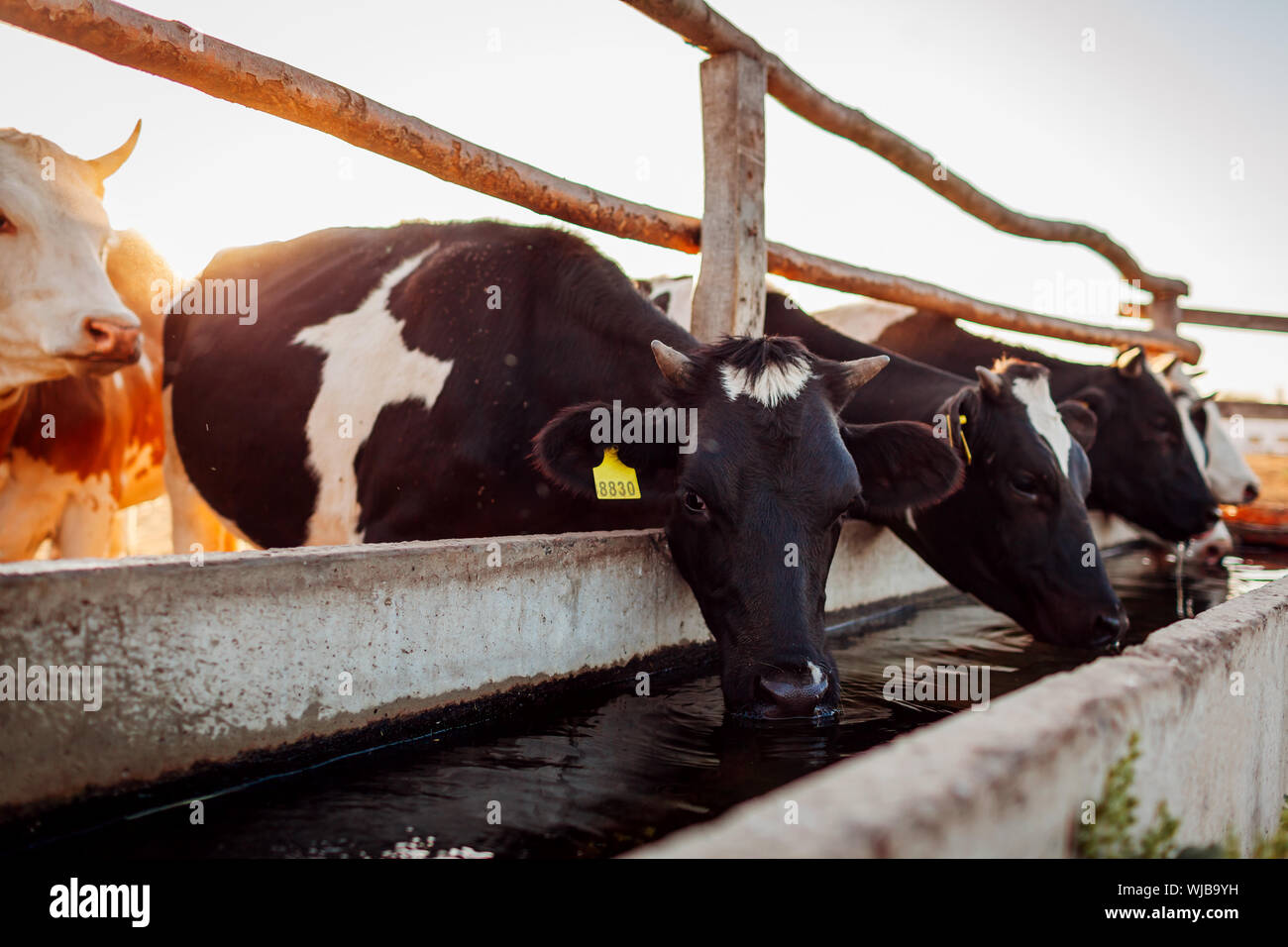 Cows drinking water on farm yard at sunset. Cattle eating and walking