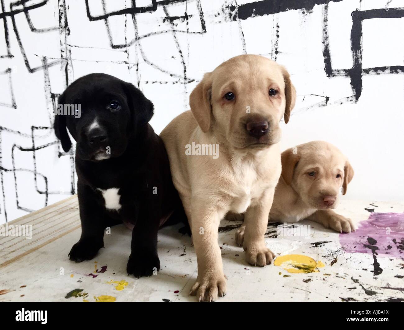 Dogs sitting by table hires stock photography and images Alamy