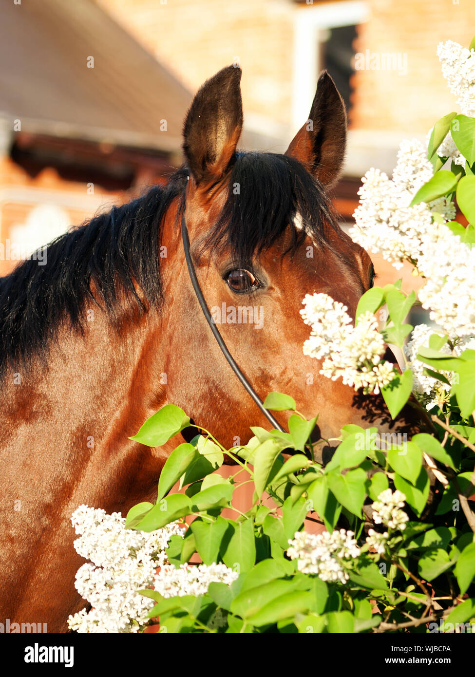 Animals eating plants hires stock photography and images Alamy