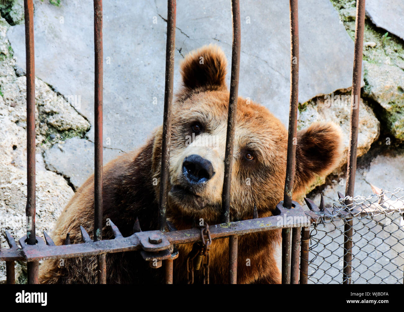 Locked bear in the zoo Stock Photo Alamy