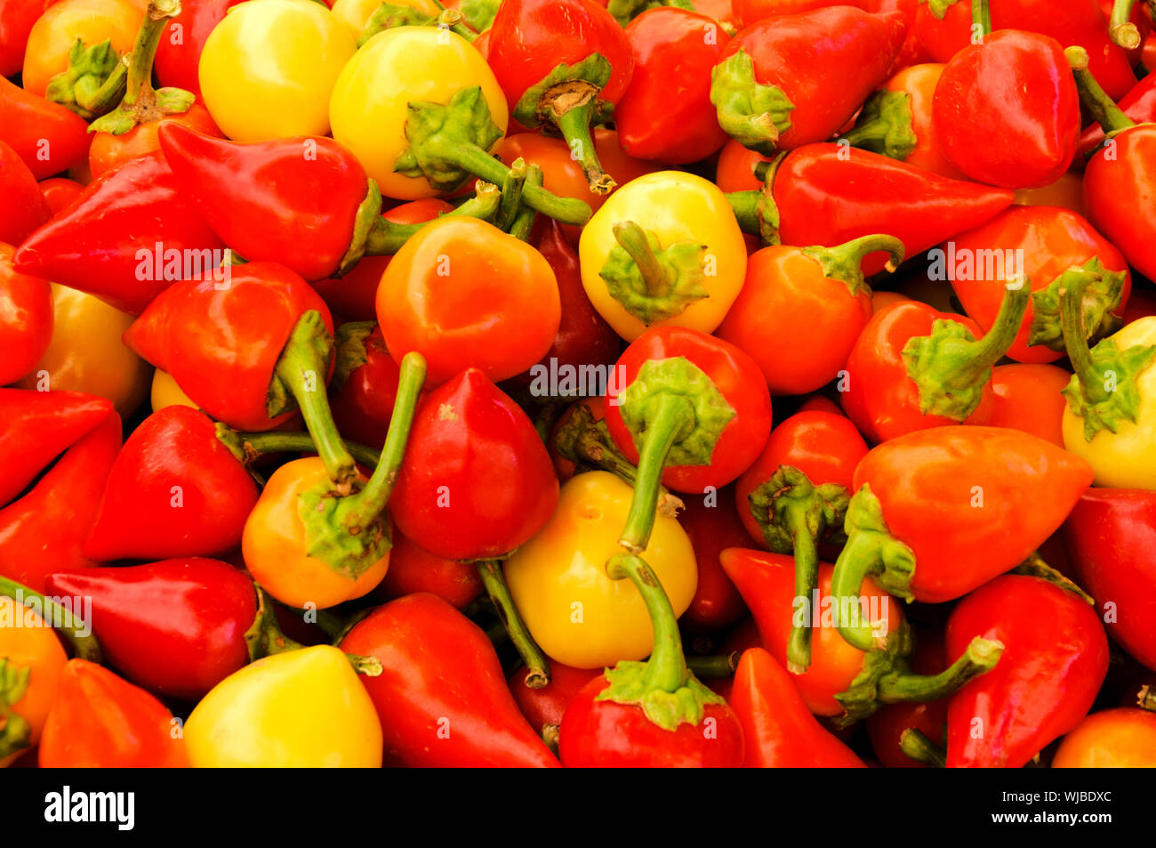Small pappers in full frame Stock Photo - Alamy