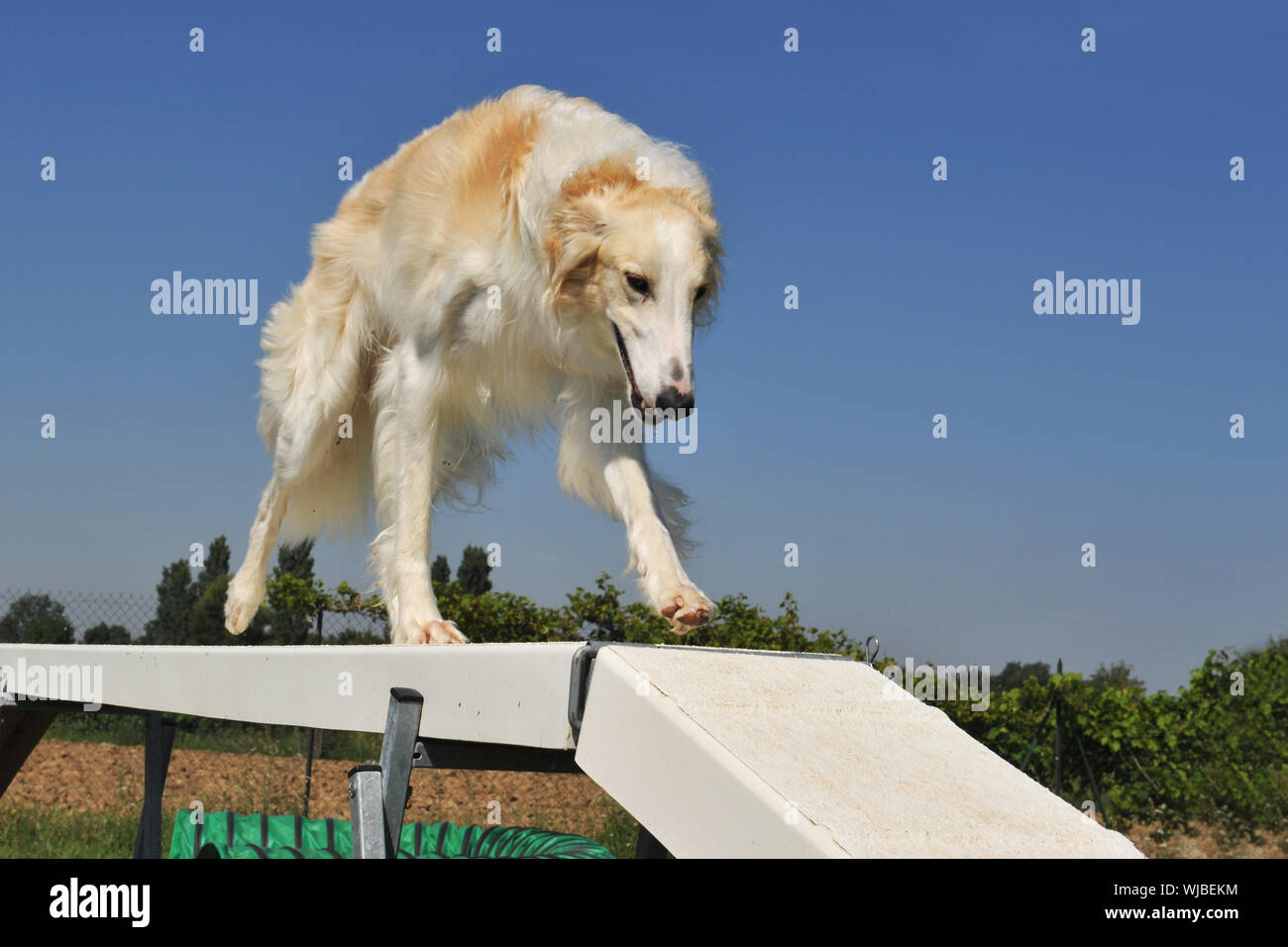 borzoi agility