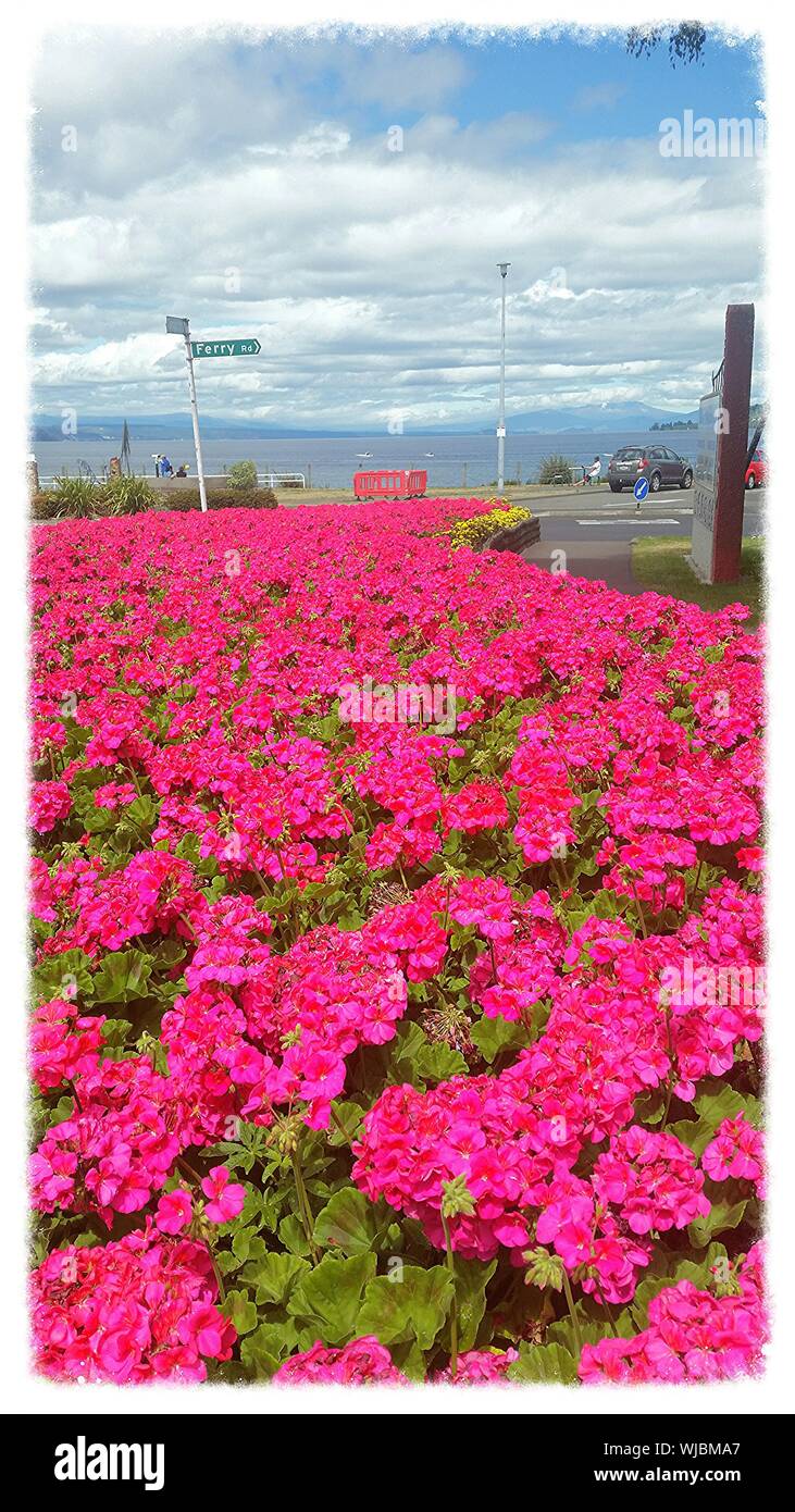 Pink street light hi-res stock photography and images - Alamy
