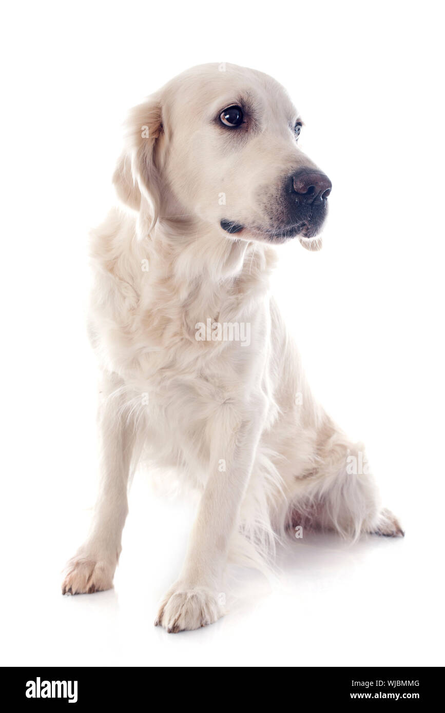 purebred golden retriever in front of a white background Stock Photo ...