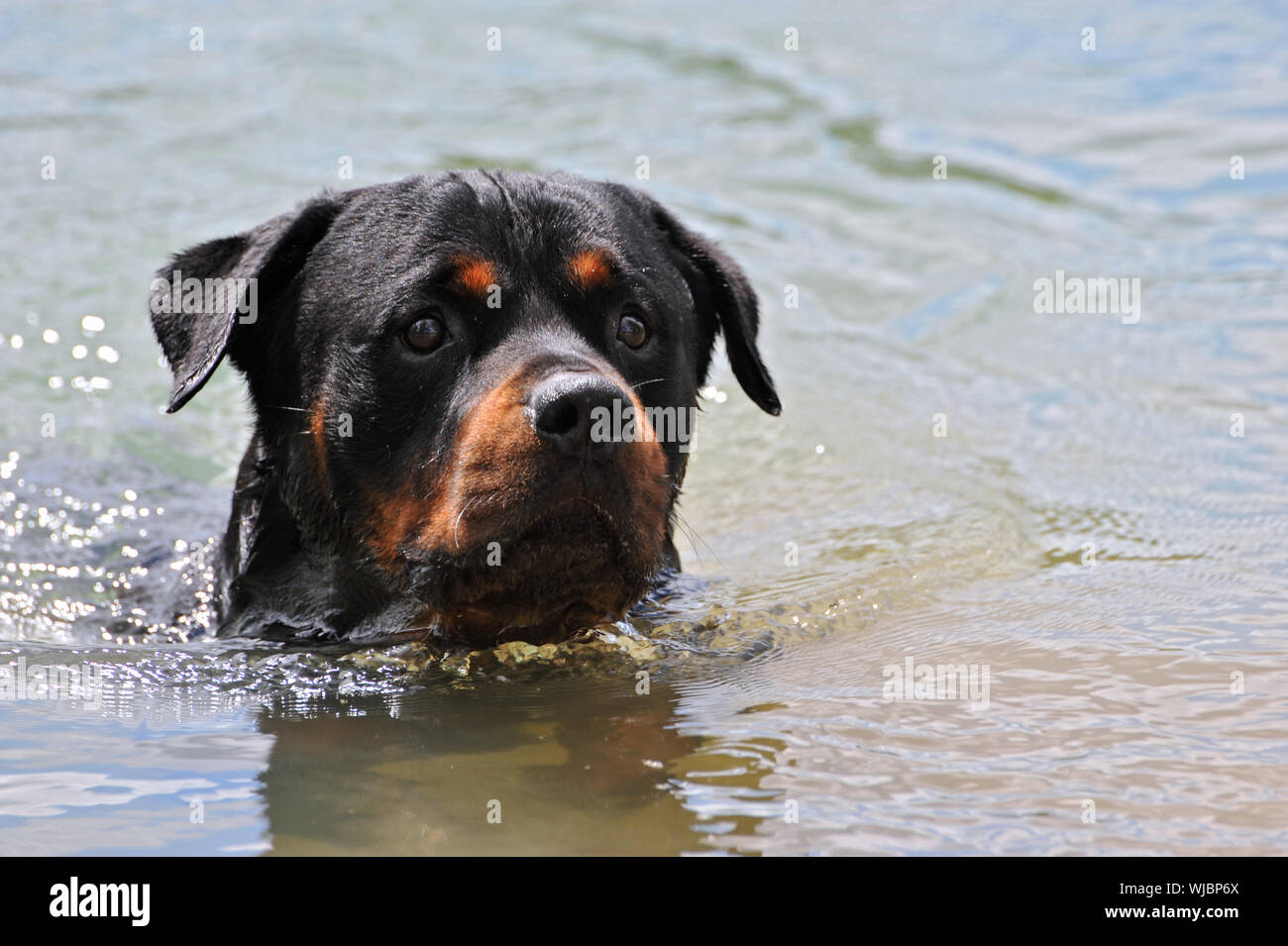 Rottweiler in a river hi-res stock photography and images - Alamy