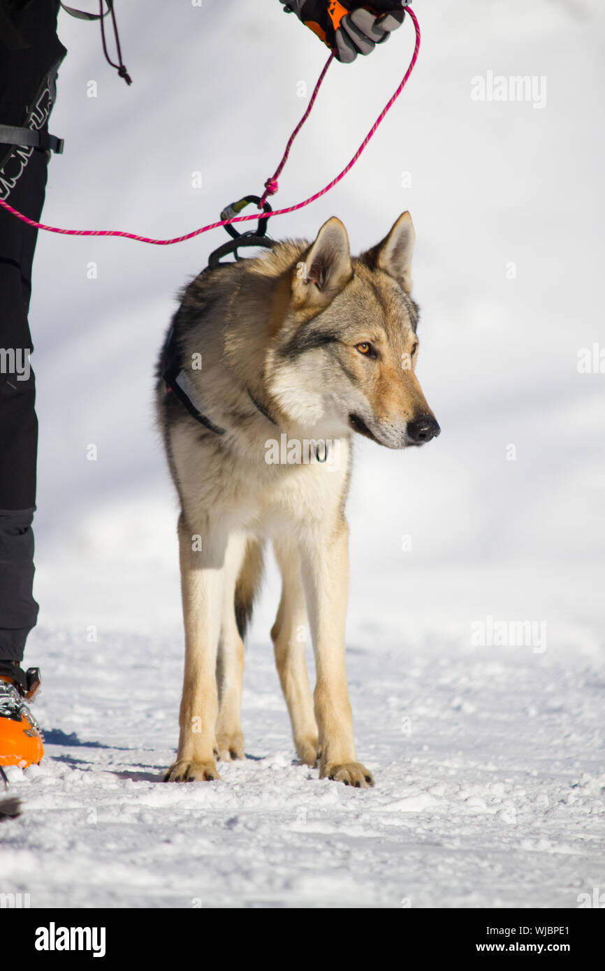 Dogsnow Rescue rescue dog on snow Stock Photo - Alamy