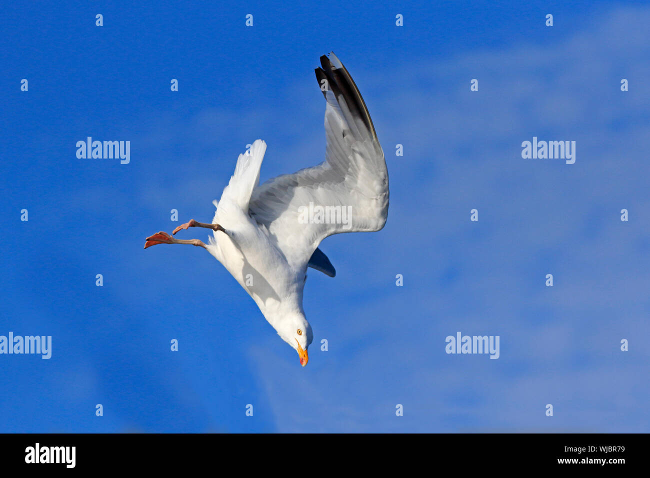 Adult Herring Gull in flight off Scilly Isles UK Stock Photo