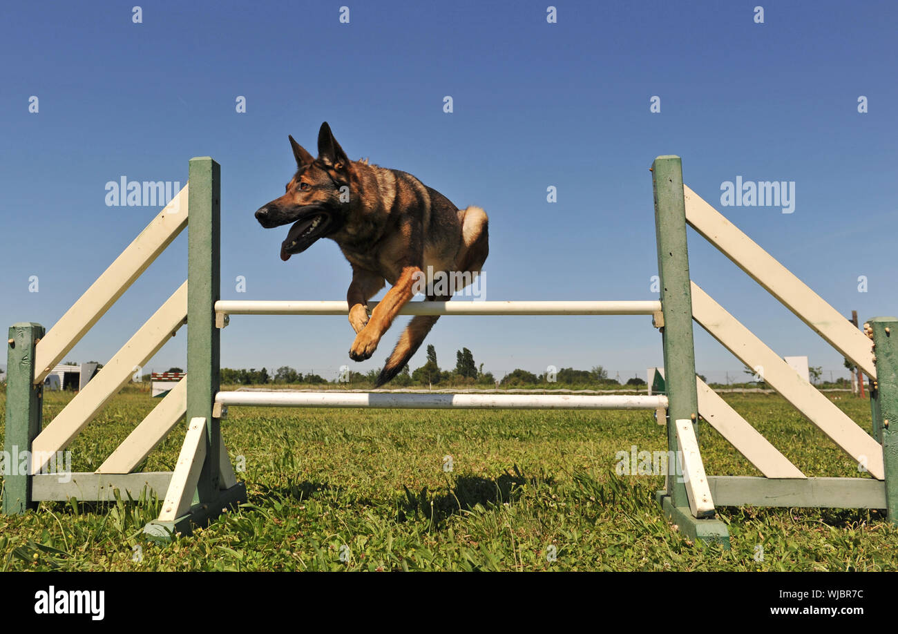 jumping grey german shepherd in a training of agility Stock Photo Alamy
