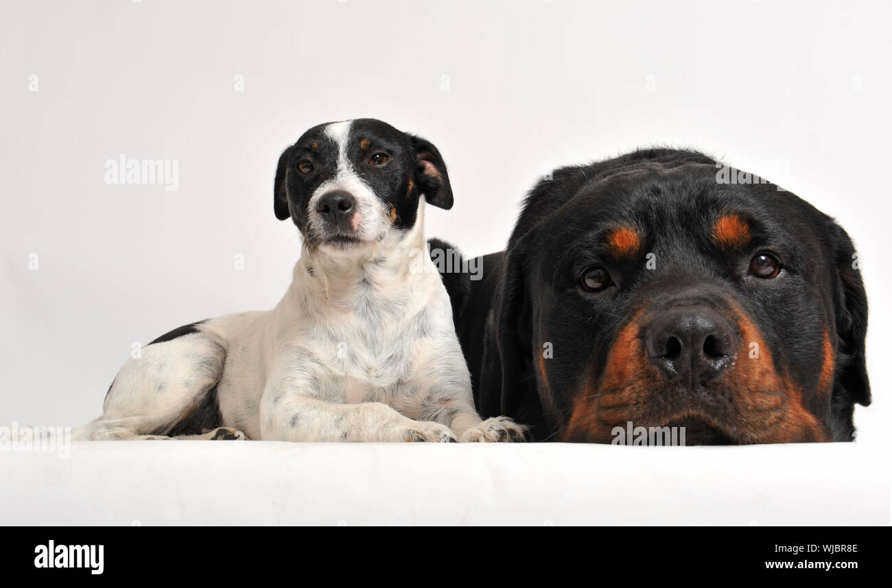 two friends dogs rottweiler and jack russel terrier Stock Photo Alamy