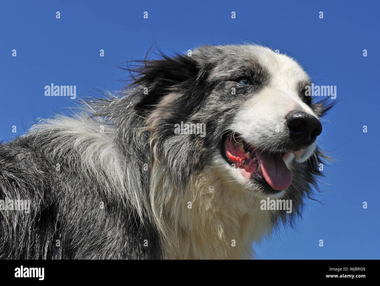 portrait of a beautiful border collie with blue eyes Stock Photo - Alamy