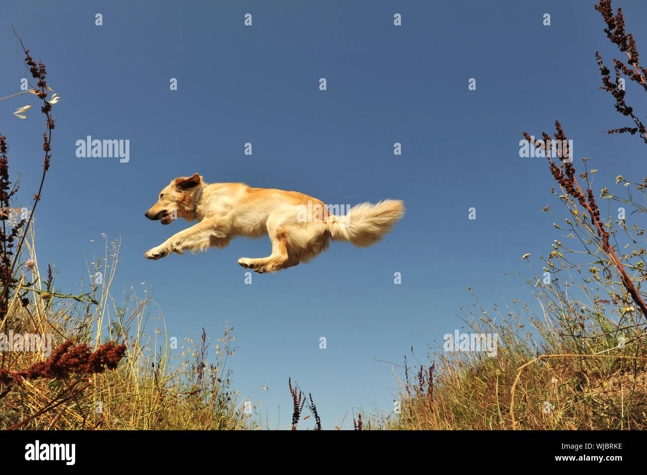 jumping purebred golden retriever or blond hovawart on a blue sky Stock Photo