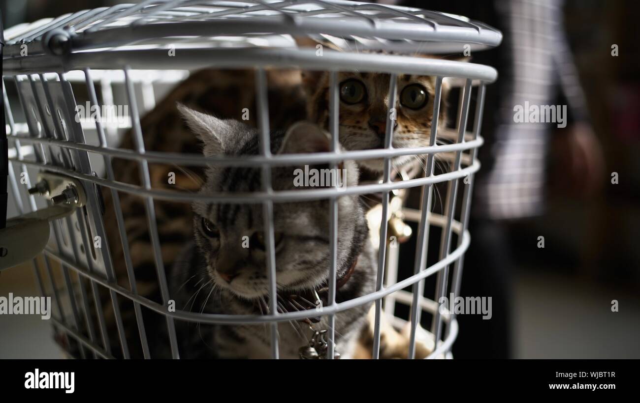 Closeup Of Cats In Cage Stock Photo Alamy