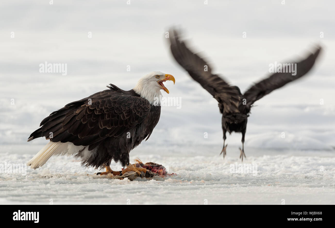 Eating bald eagle ( Haliaeetus leucocephalus ) and raven Stock Photo