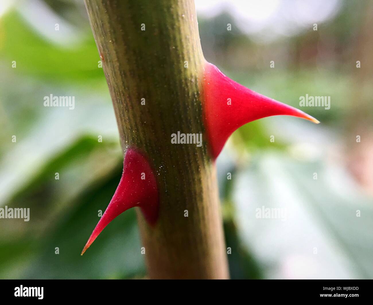 Rose and thorn hires stock photography and images Alamy