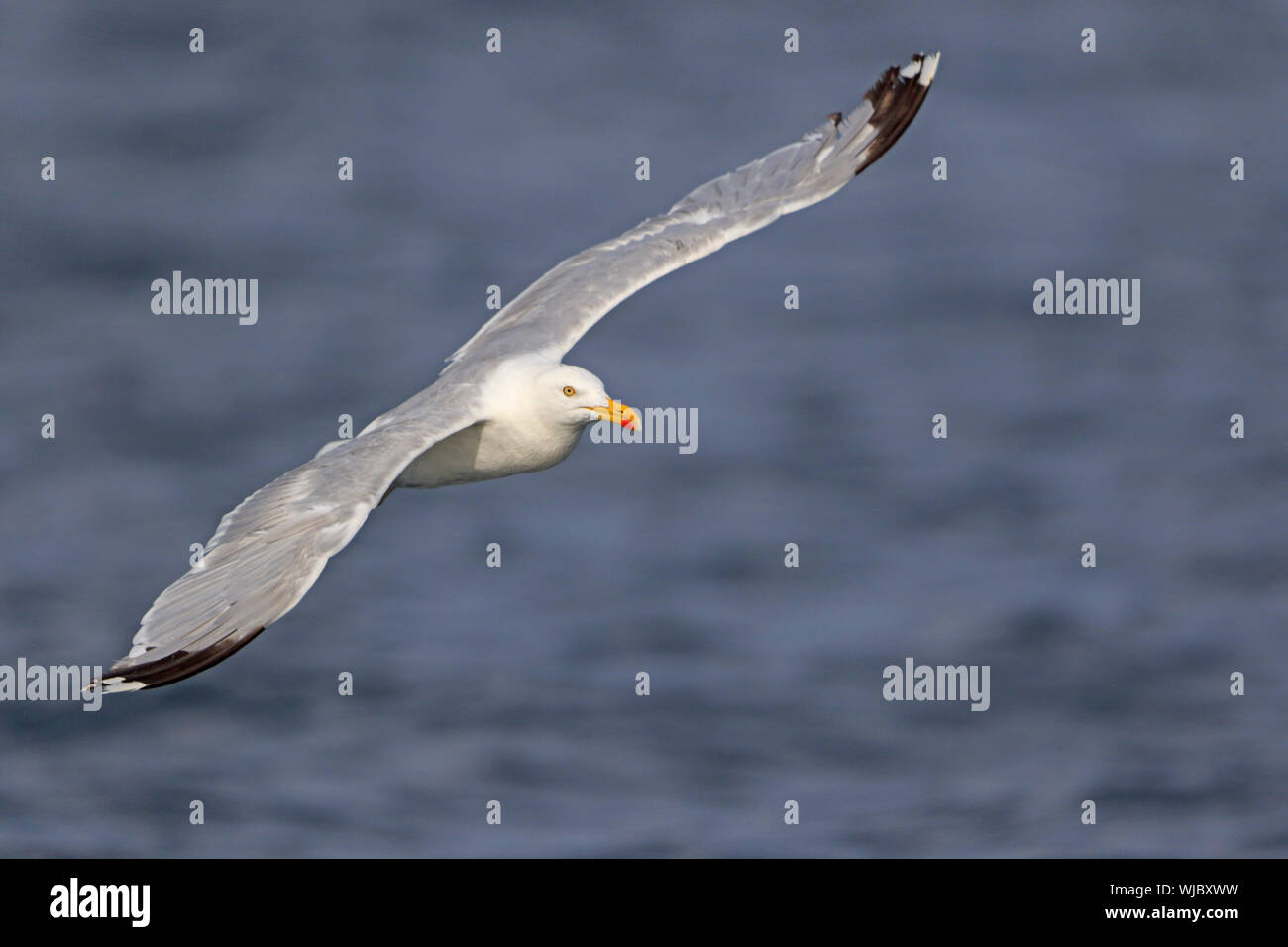 Adult Herring Gull in flight off Scilly Isles UK Stock Photo
