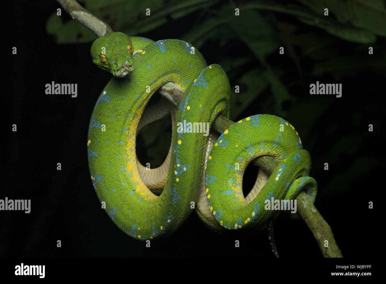 Beautiful Green Tree Python Stock Photo - Alamy