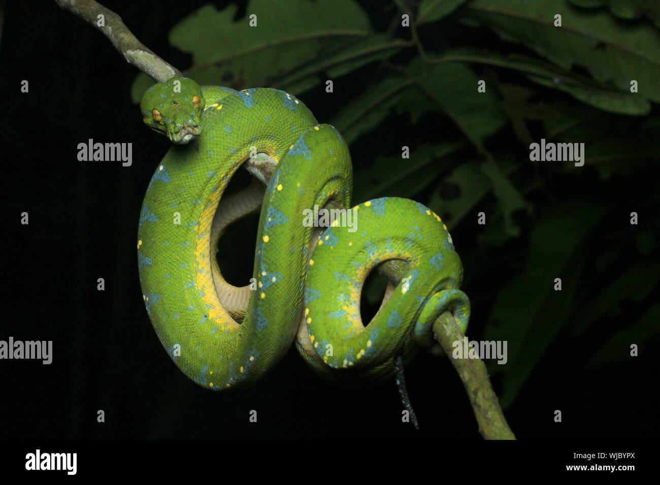 Beautiful Green Tree Python Stock Photo - Alamy