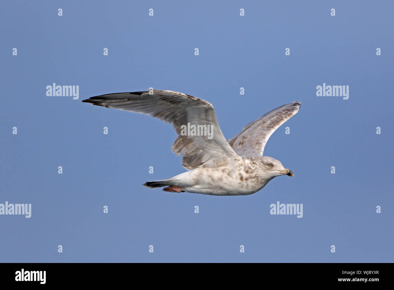 Flying juvenile herring gull hires stock photography and images Alamy