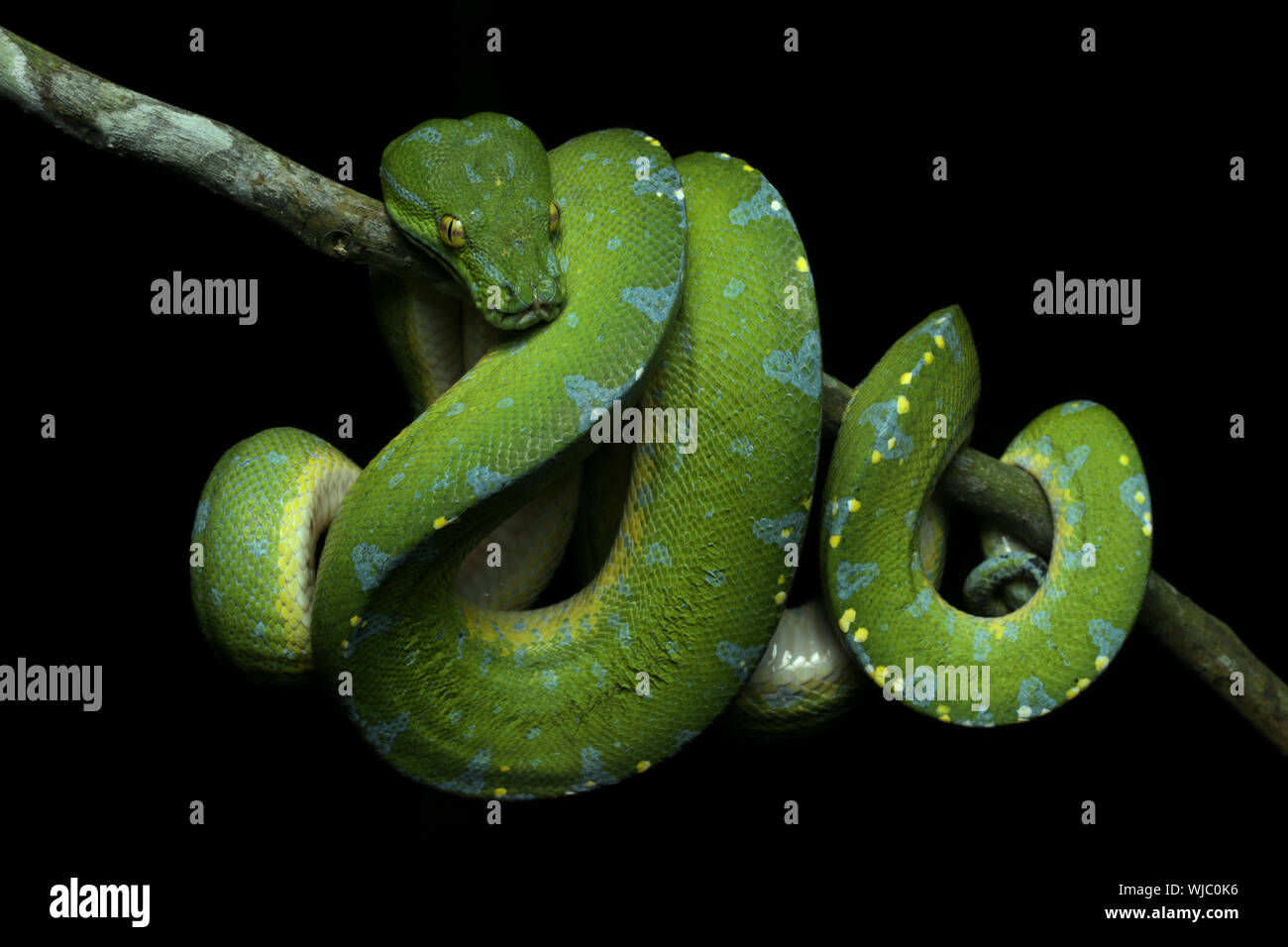 Beautiful Green Tree Python Stock Photo - Alamy