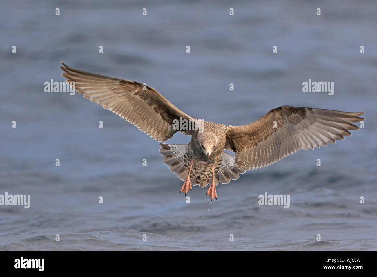 Juvenile Herring Gull in flight off Scilly Isles UK Stock Photo Alamy