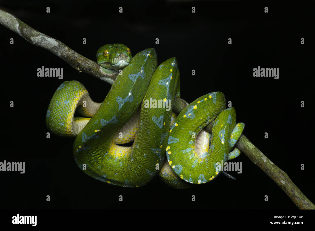 Beautiful Green Tree Python Stock Photo - Alamy