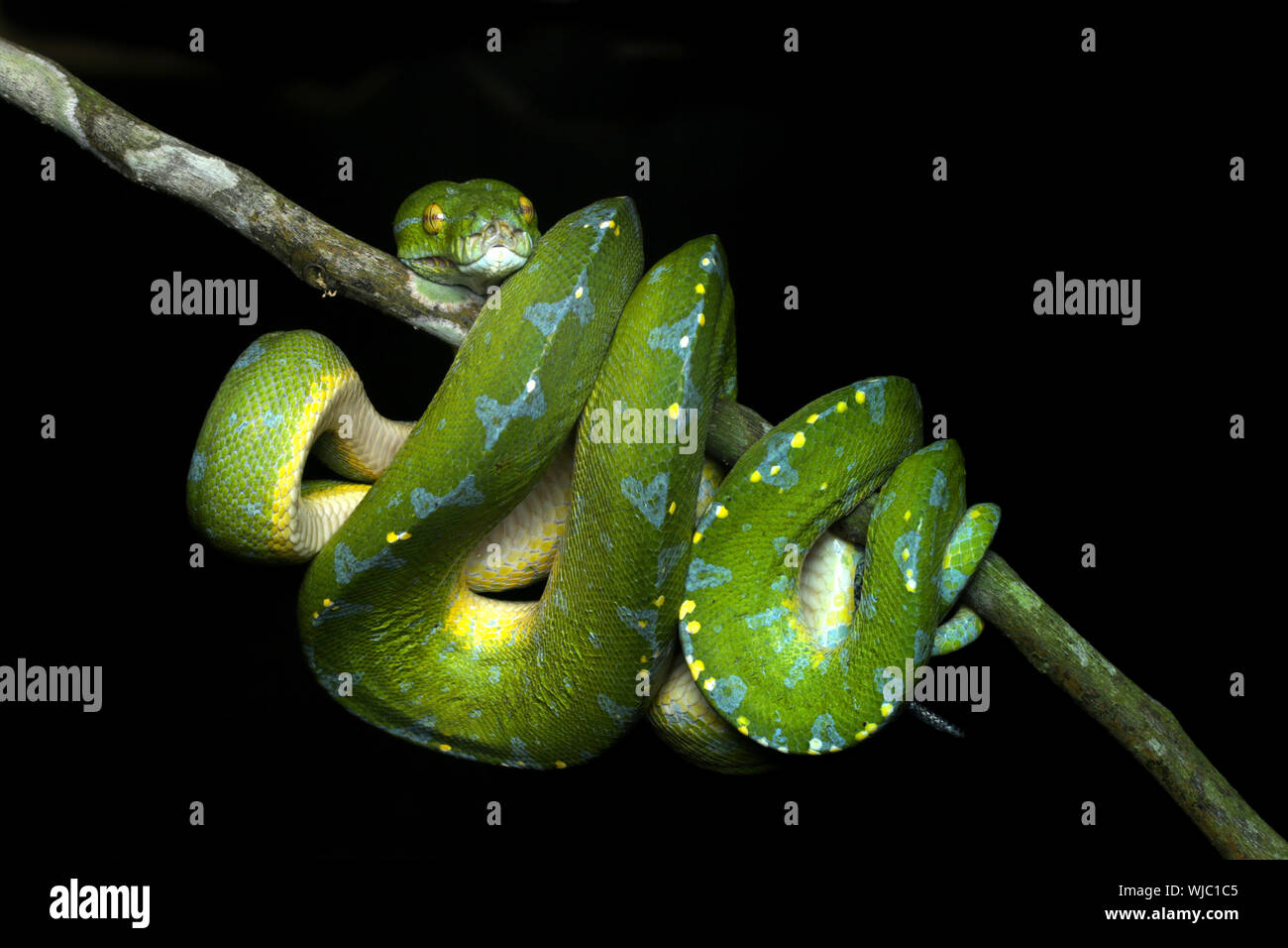 Beautiful Green Tree Python Stock Photo - Alamy