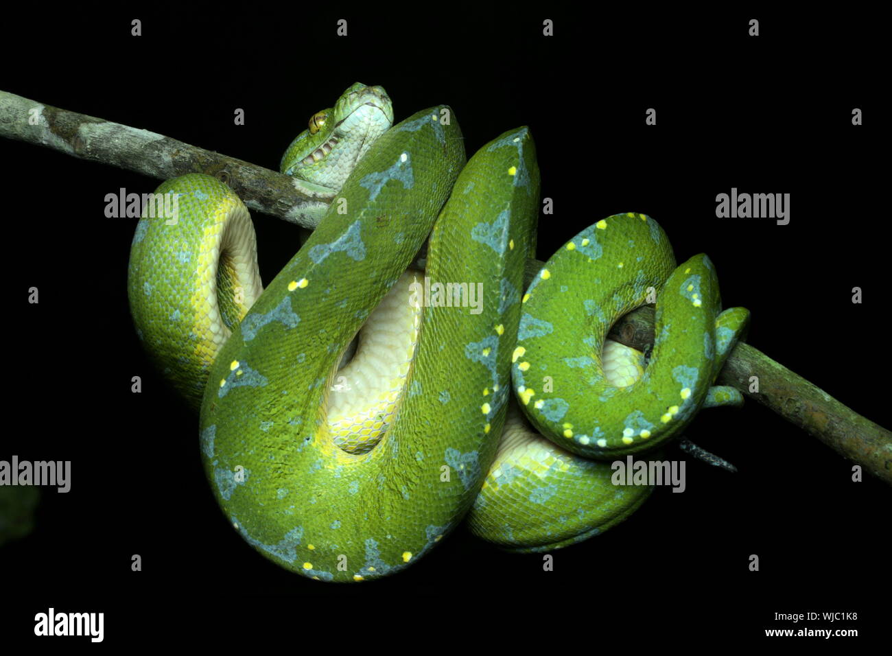 Beautiful Green Tree Python Stock Photo - Alamy