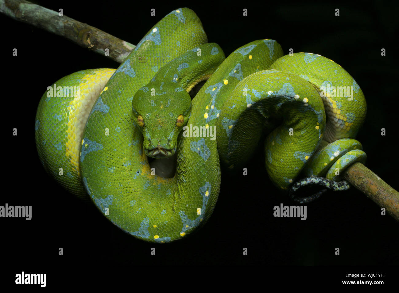 Beautiful Green Tree Python Stock Photo - Alamy