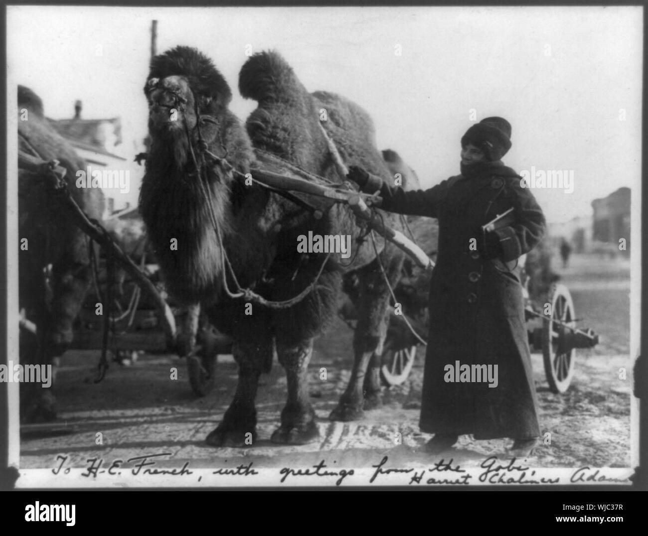Harriet Chalmers Adams, with camel pulling cart, Gobi Desert Stock Photo