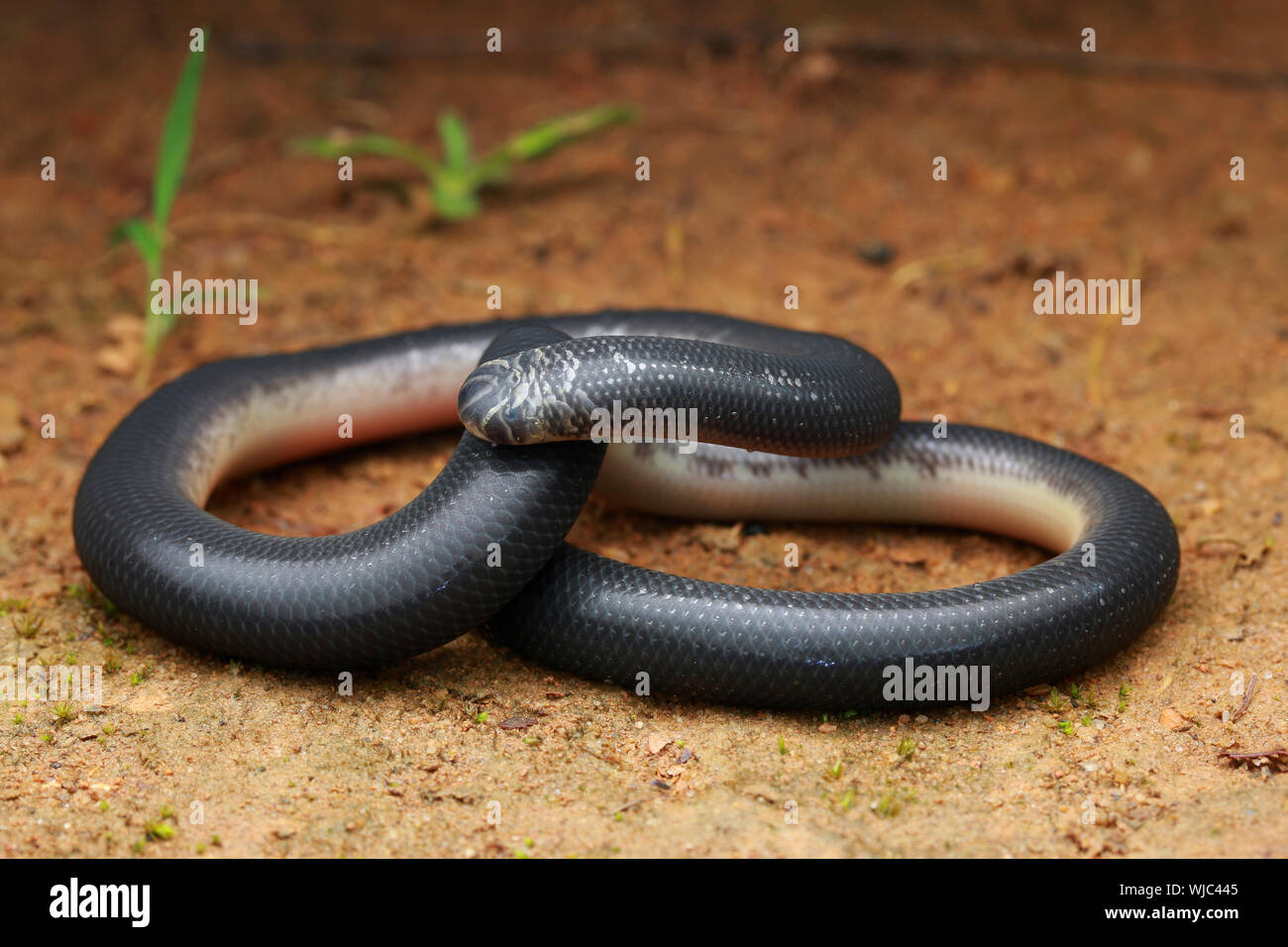 White-bellied Blind Snake, Argyrophis muelleri Stock Photo