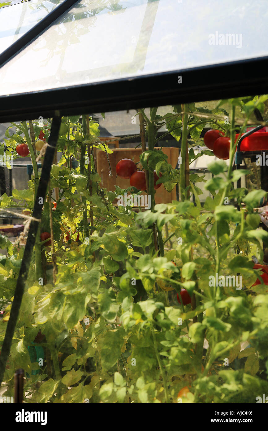 Tomato plants force their way through the roof vent of a greenhouse in an English country garden Stock Photo