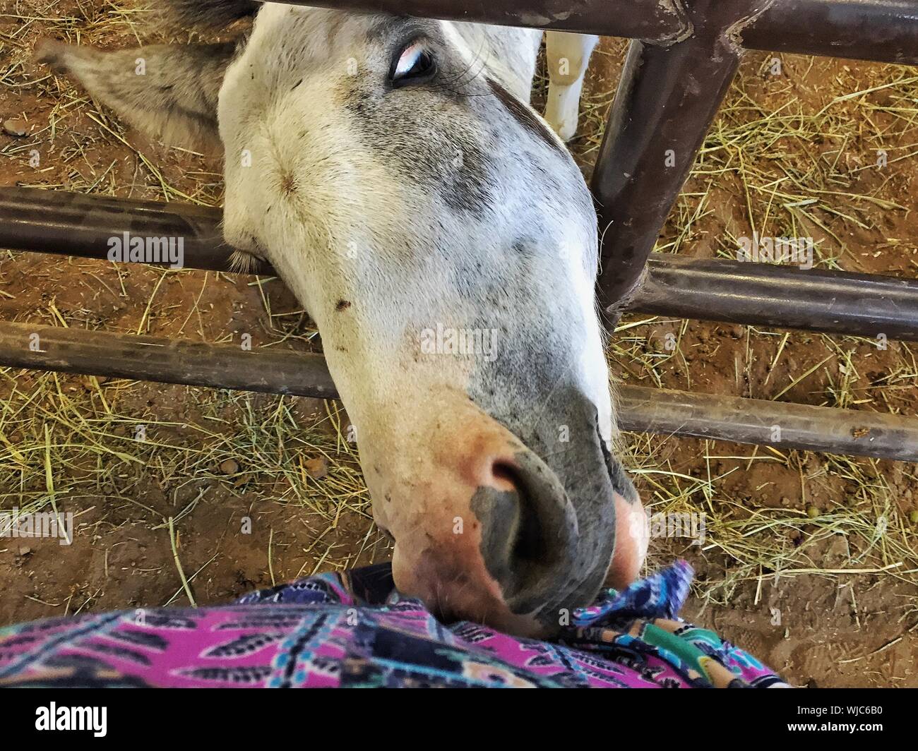 Horse biting person hires stock photography and images Alamy