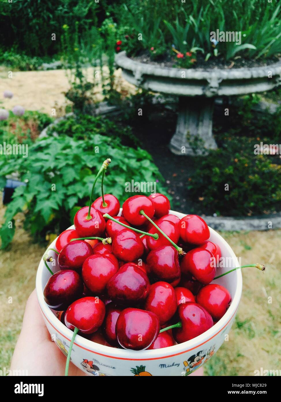 Bowl Of Sweet Cherries Stock Photo