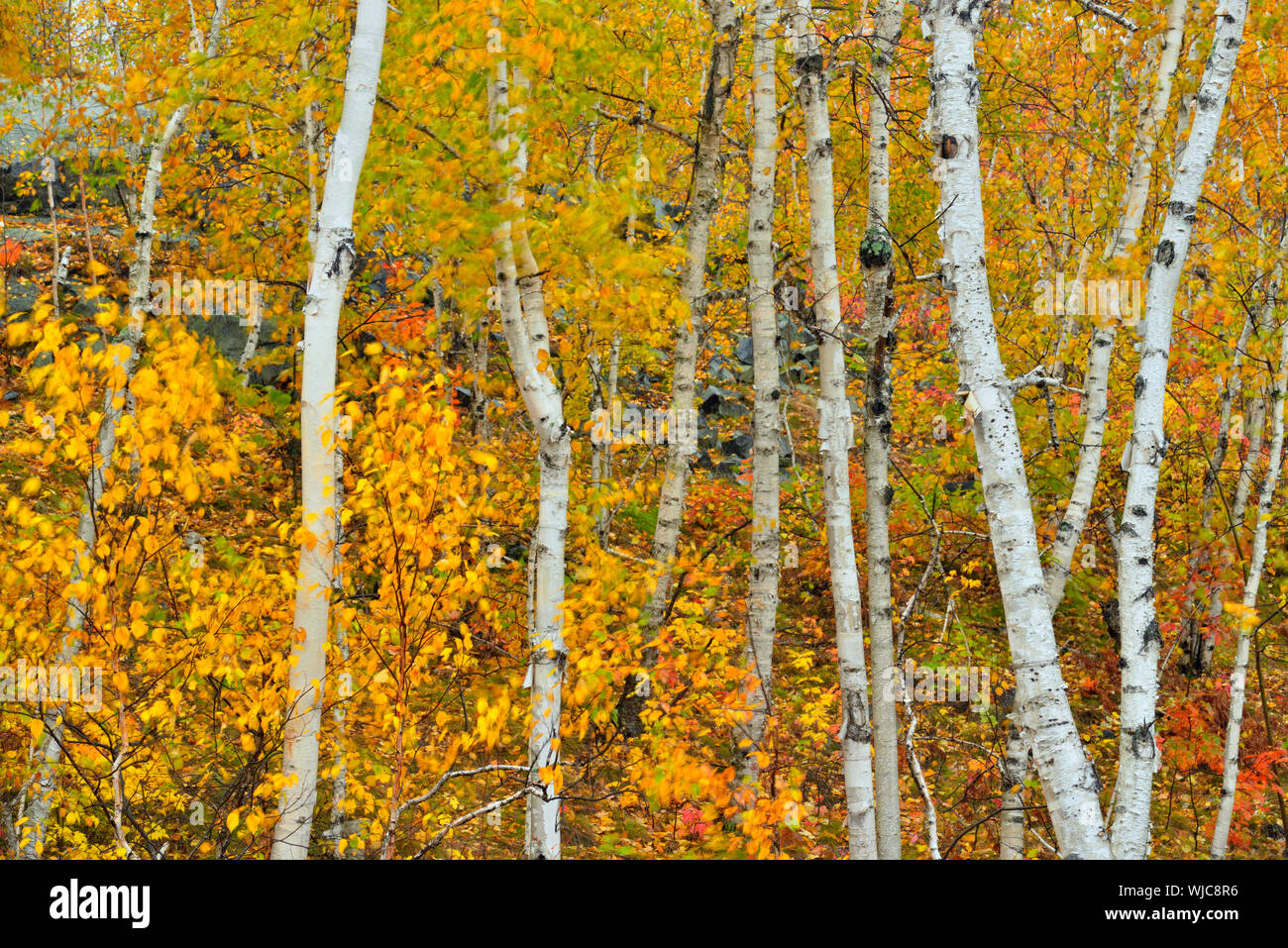 white-birch-tree-woodland-in-autumn-colour-at-lake-laurentian