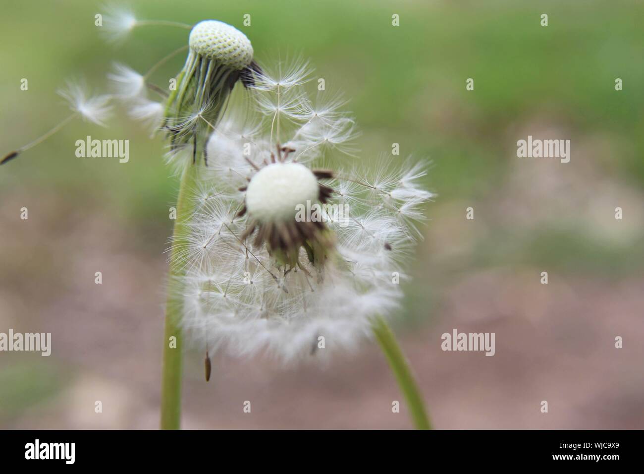 Two seedheads of dandelions with their seeds blowing off in the wind. Stock Photo