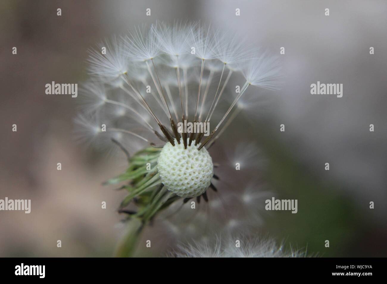 One seedhead of a dandelion with a few seeds left Stock Photo