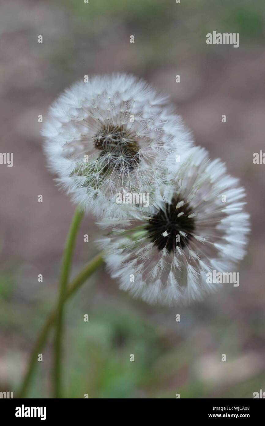 Two dandelion seedheads full of seeds Stock Photo