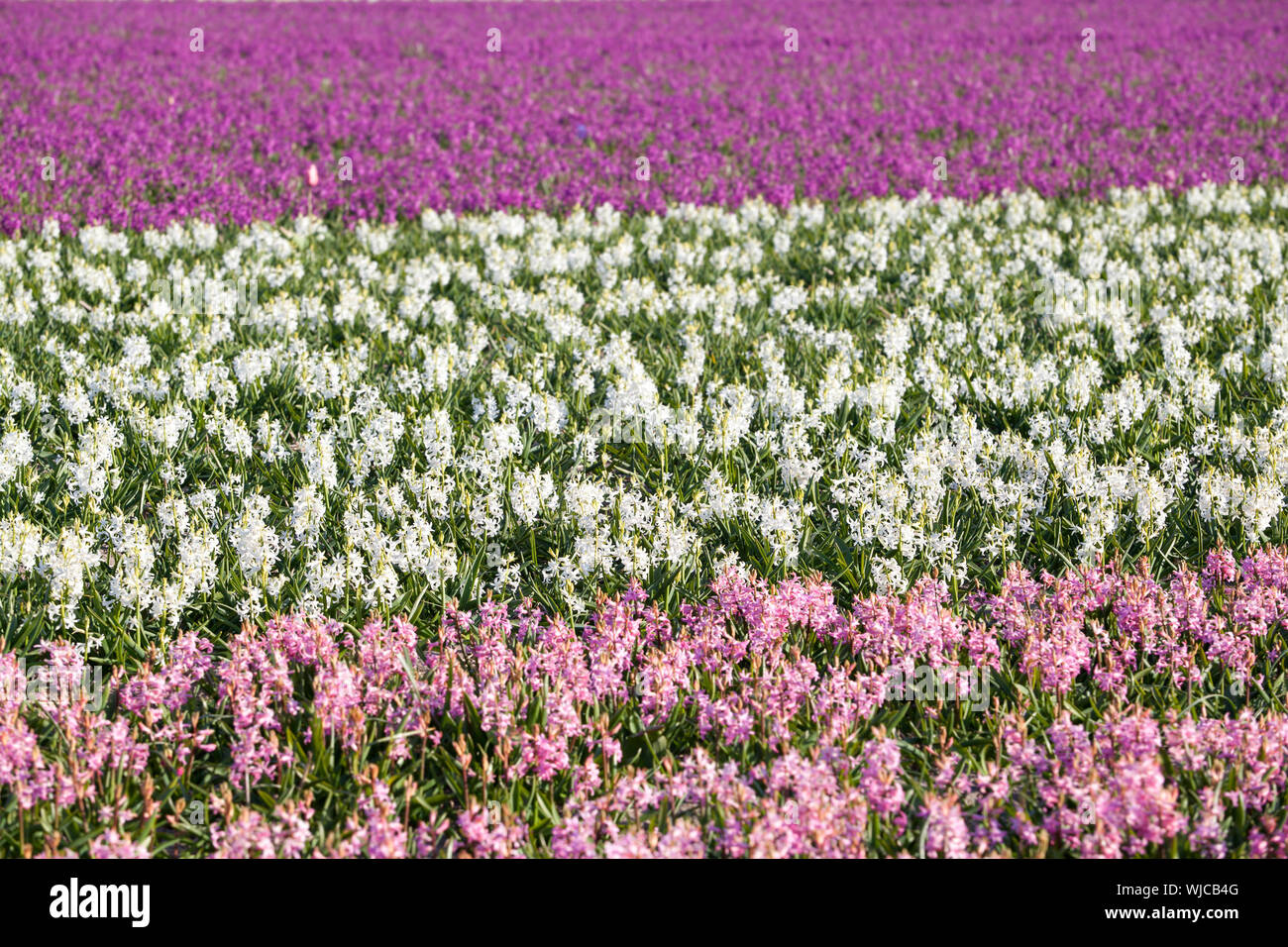White hyacinth flower field no people hires stock photography and
