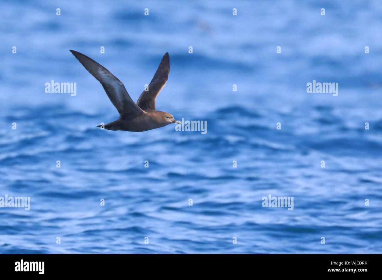 Sooty Shearwater off Scilly in August Stock Photo