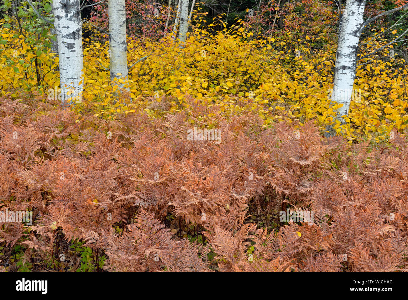 Autumn shrubs and ferns in the understory of an aspen and birch woodland, Greater Sudbury, Ontario, Canada Stock Photo