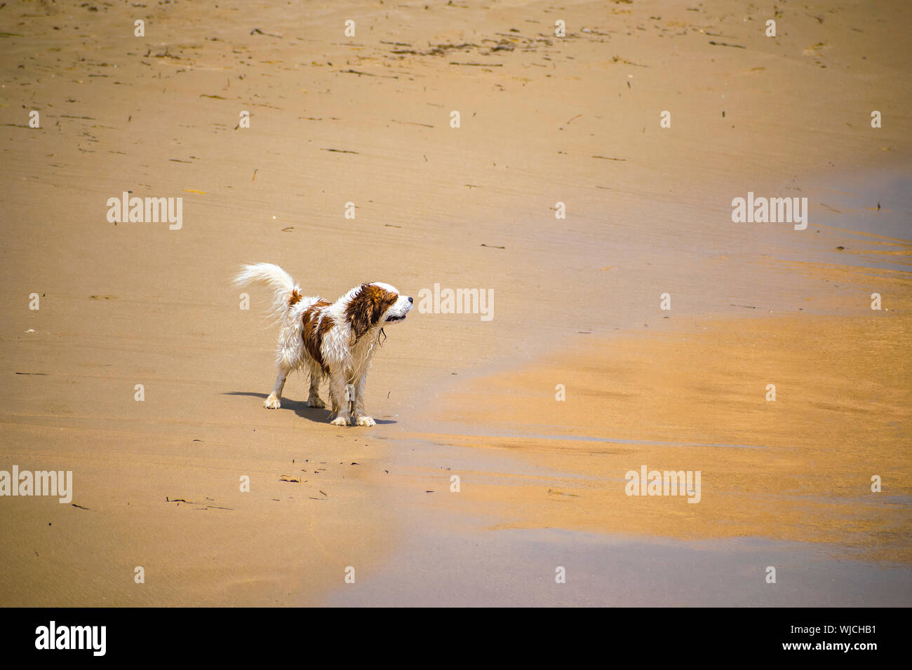 Cute dog standing on sand beach. Pet dogs in Summer at the seashore playing happily in Spain, 2019. Playful doggy pets. Stock Photo