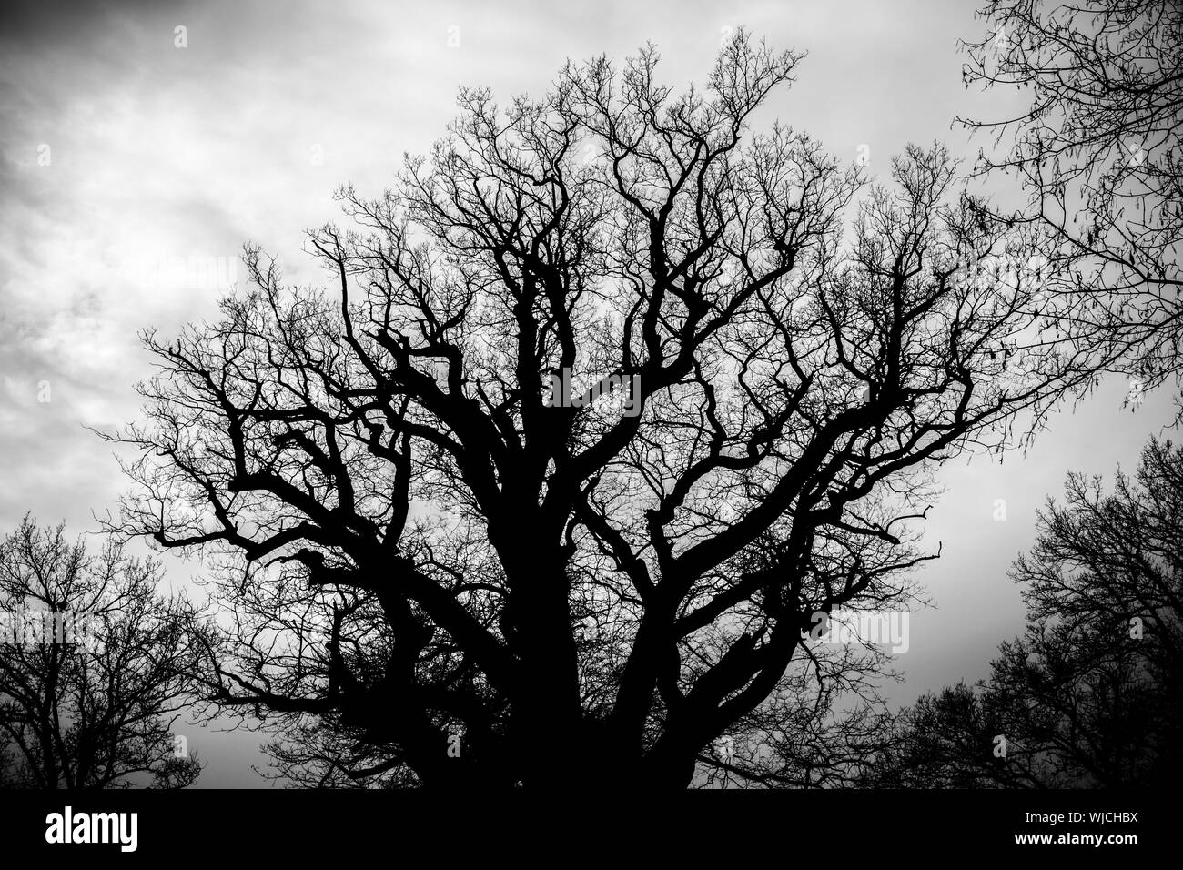 black and white silhouette of tree detail-view Stock Photo - Alamy