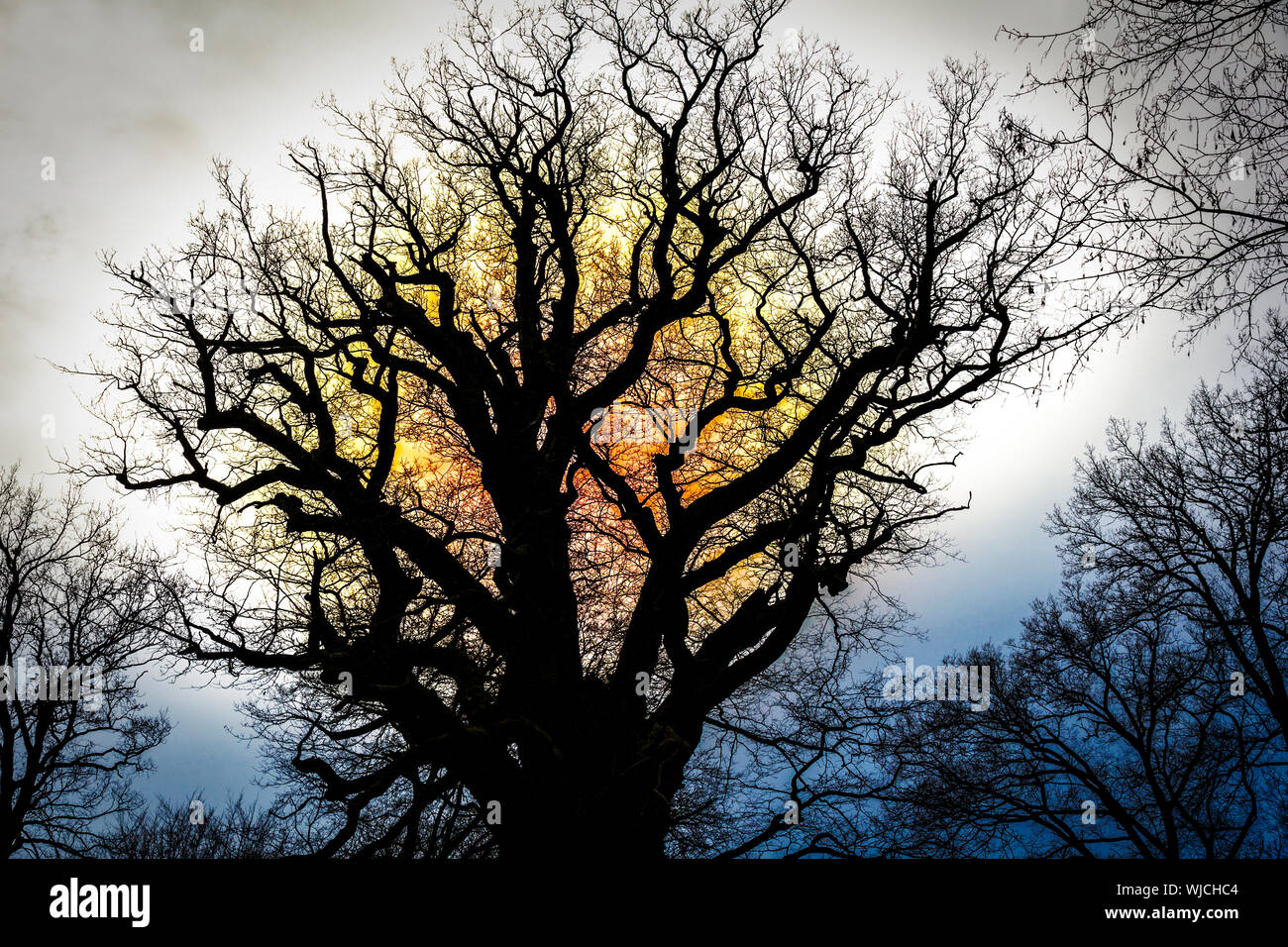 Dead oak tree silhouette sunset hi-res stock photography and images - Alamy