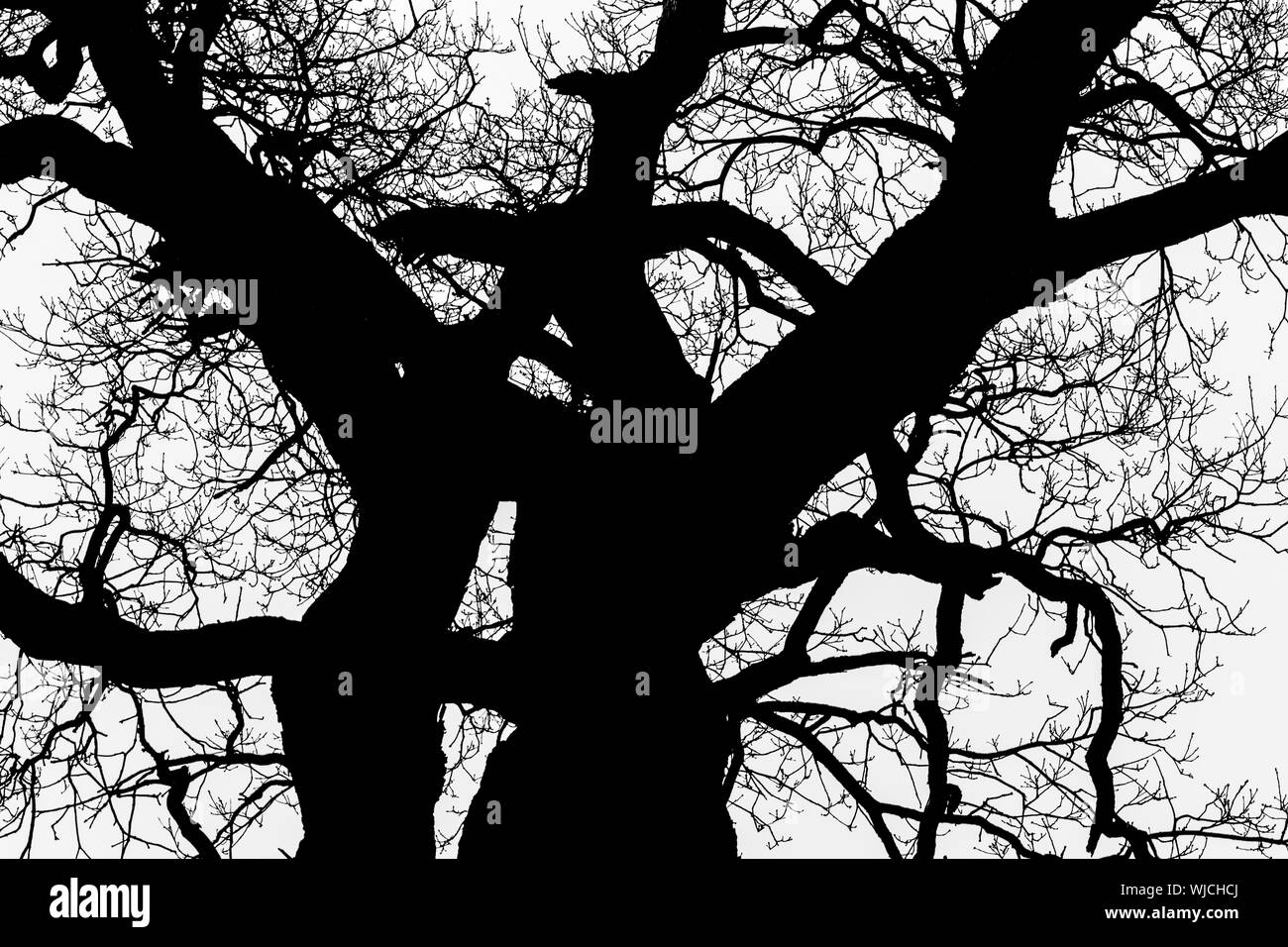 black and white silhouette of tree detail-view Stock Photo - Alamy