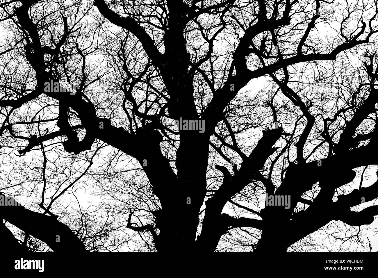 black and white silhouette of tree detail-view Stock Photo - Alamy